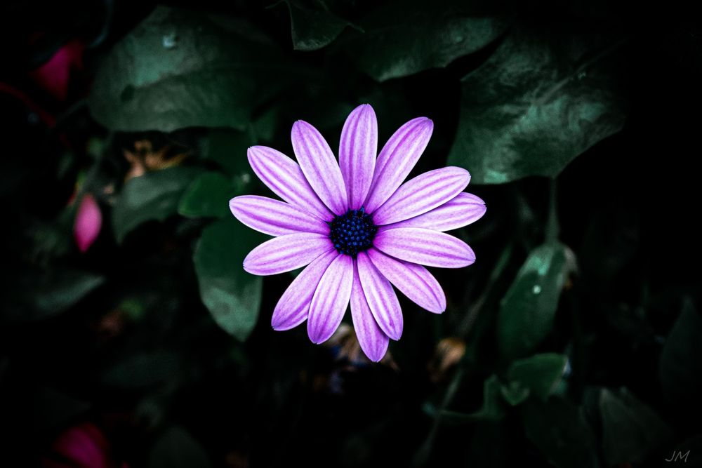 Purple daisy flower with dark center against shadowy green leaves.