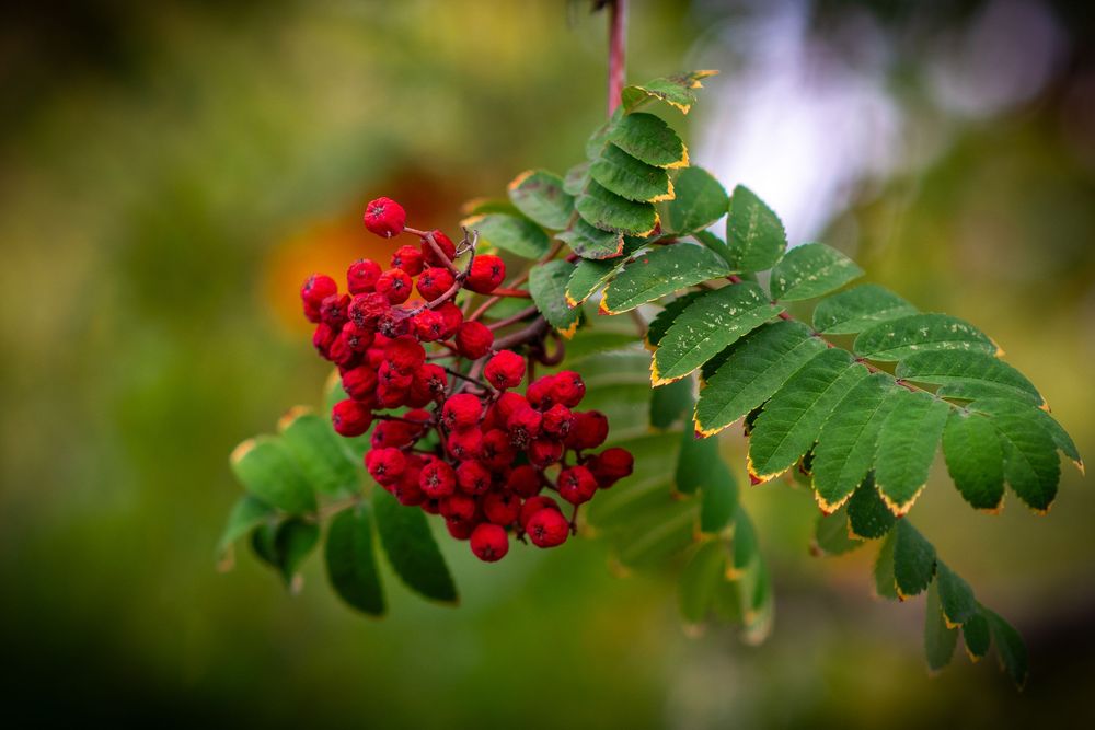 Red mountain ash berries on branches with green leaves in soft focus.