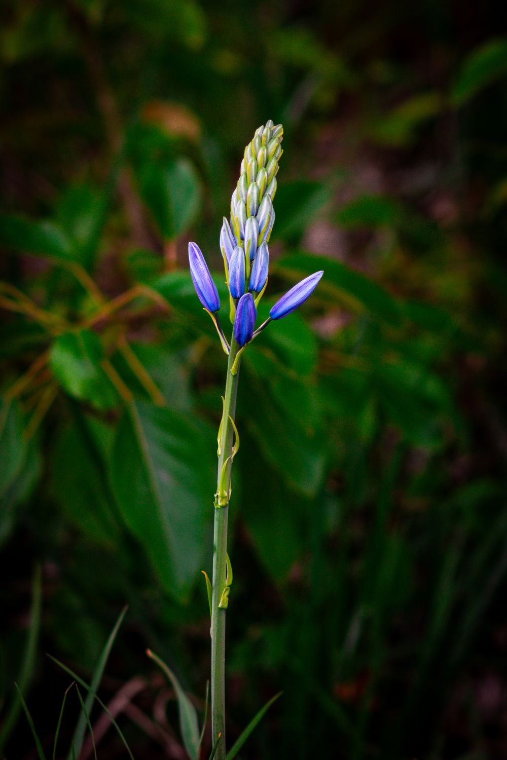 Single purple iris flower blooming against blurred green natural background.