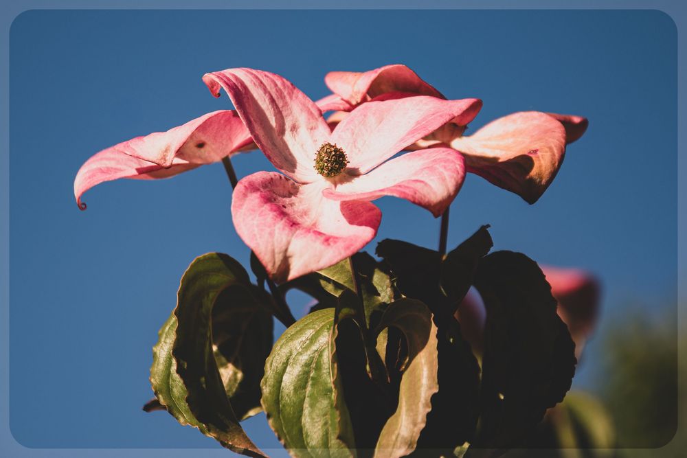 Pink dogwood flower blooms against a bright blue sky with dark green leaves.