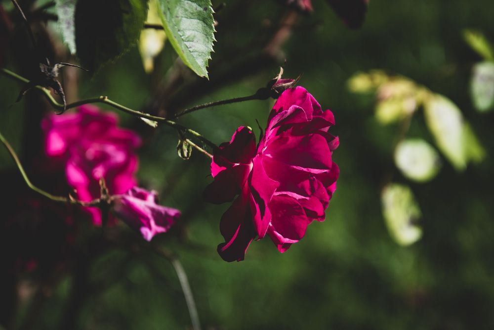 Deep magenta roses bloom on a vine with soft focus background.