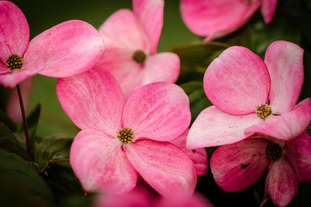 Pink dogwood blossoms with delicate petals in soft focus.