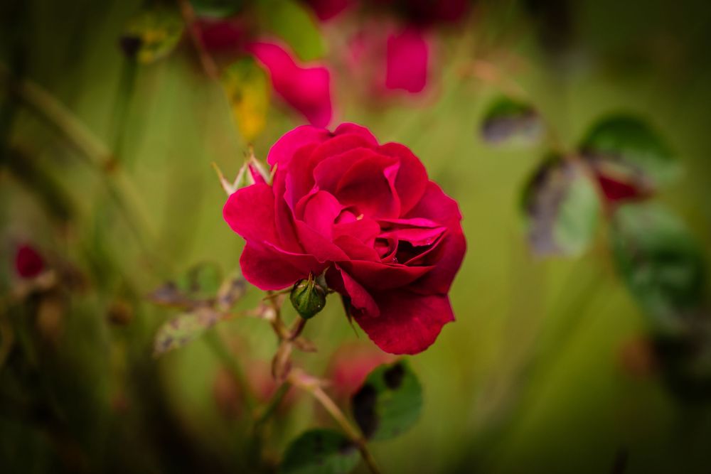 Vibrant red roses stand out against a soft blurred natural background.