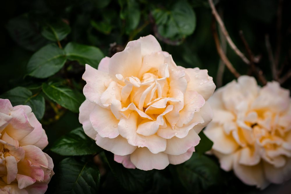 Delicate peach-colored roses bloom in sequence against dark green foliage in a garden setting.