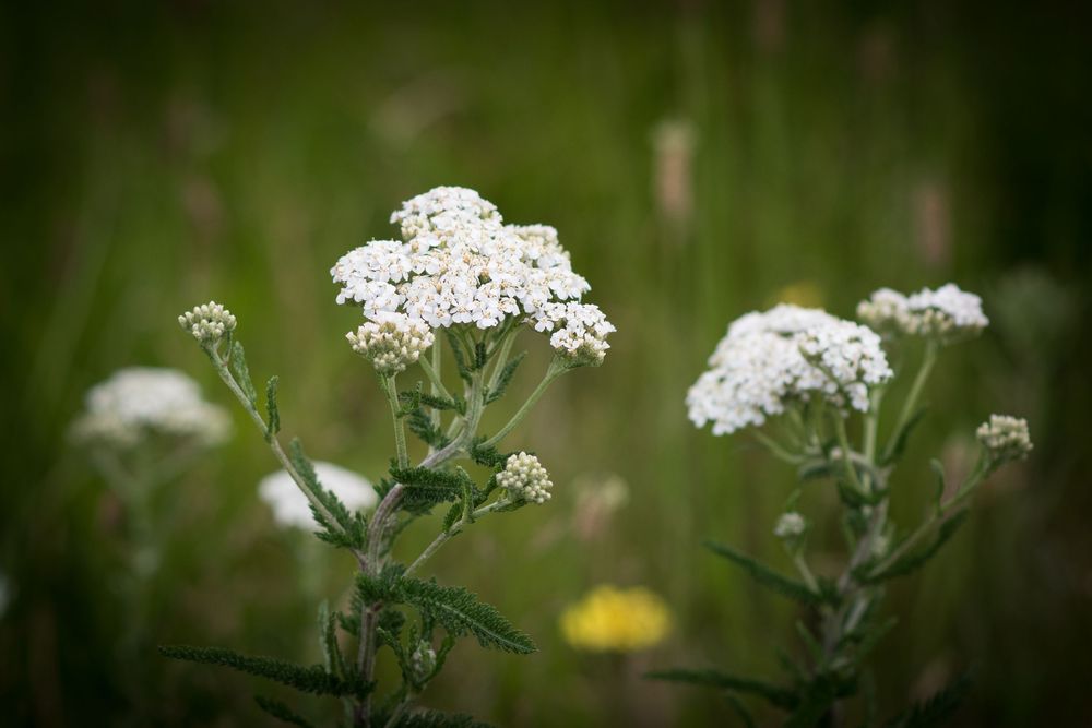 Delicate white wildflowers cluster together in a meadow with shallow depth of field.