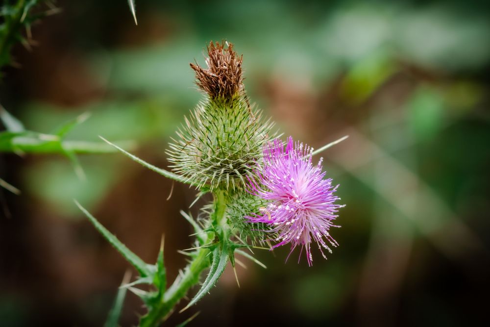A vibrant pink thistle flower blooms amidst spiky green leaves in a natural garden setting.