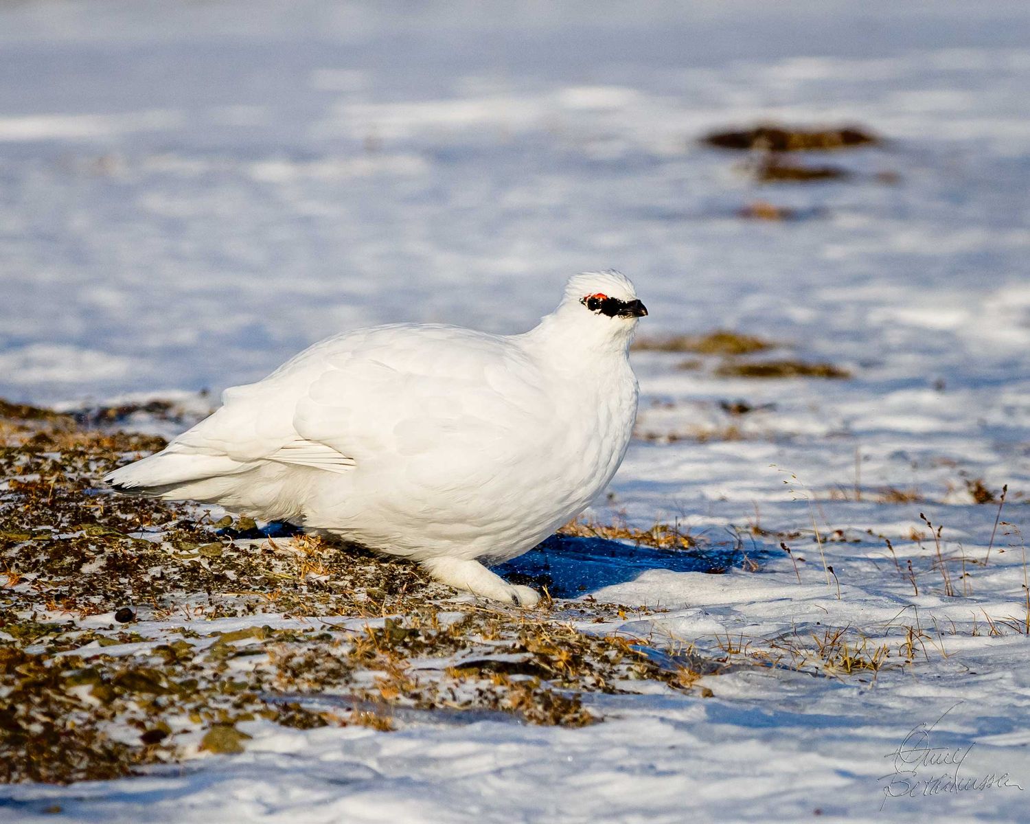 A white ptarmigan bird in winter plumage walks along the snowy shoreline looking for food.