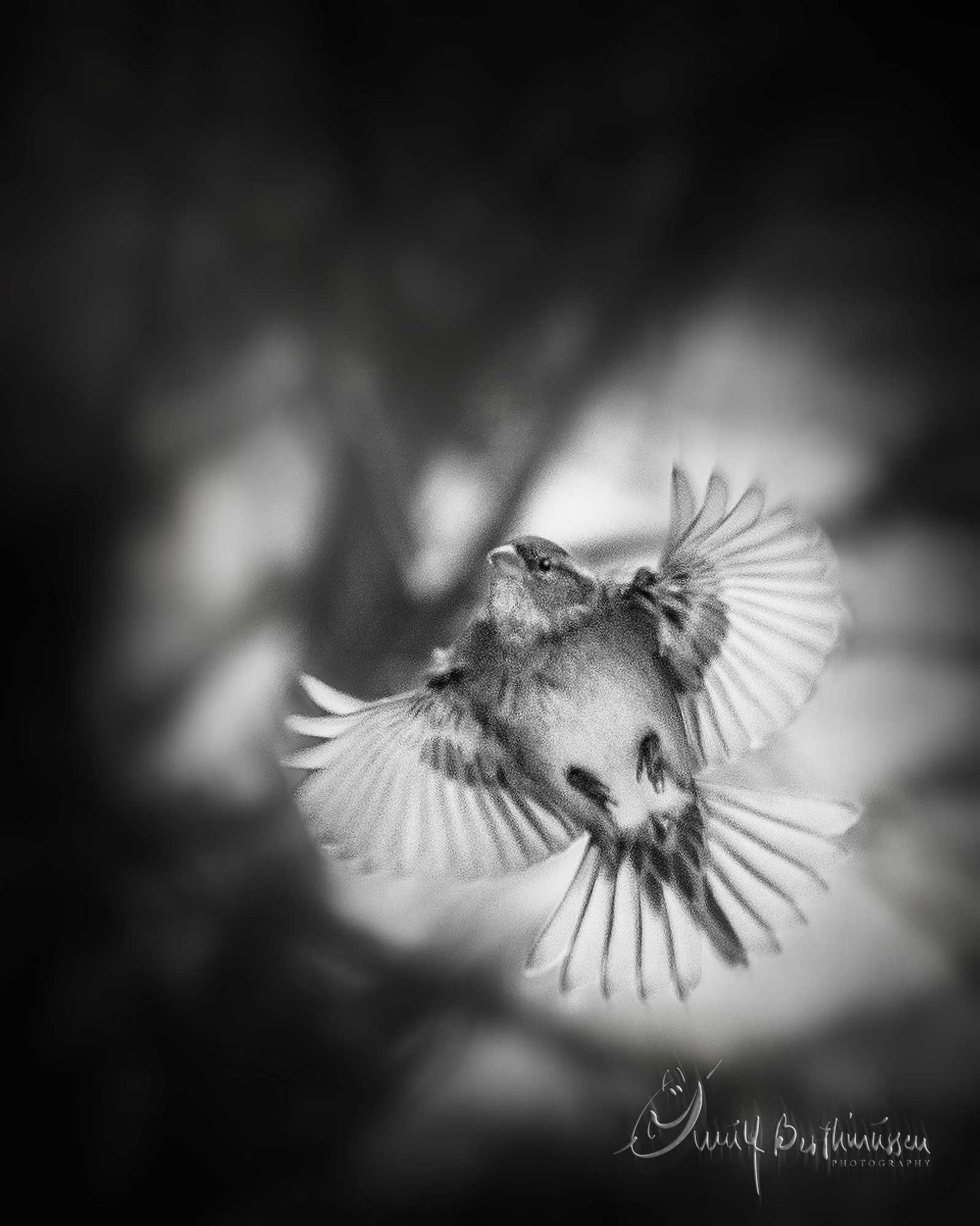 A dramatic black and white photo sequence showing a small bird with spread wings soaring through the air.