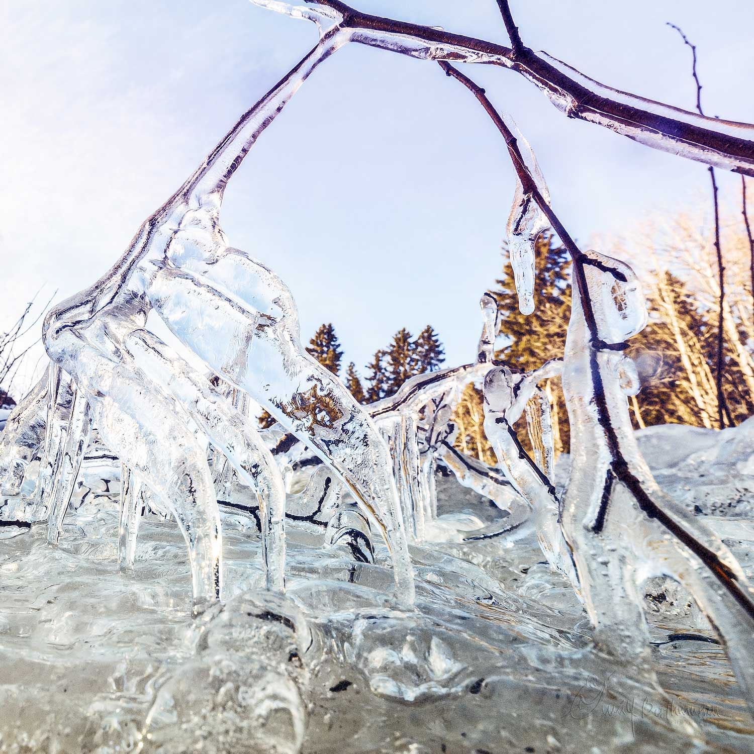 Beautiful icicles hang from frozen tree branches catching golden sunlight through winter forest in a crisp landscape.