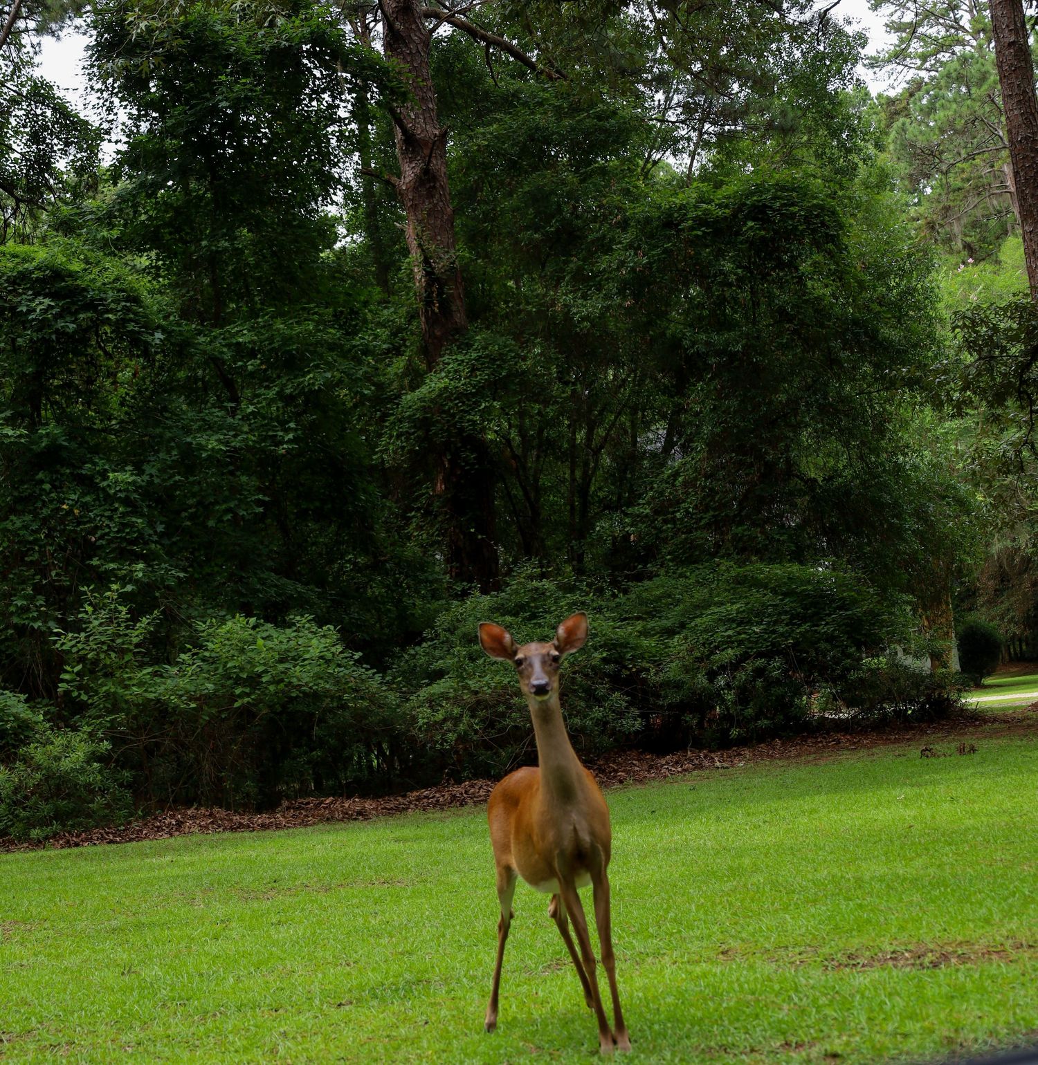 deer