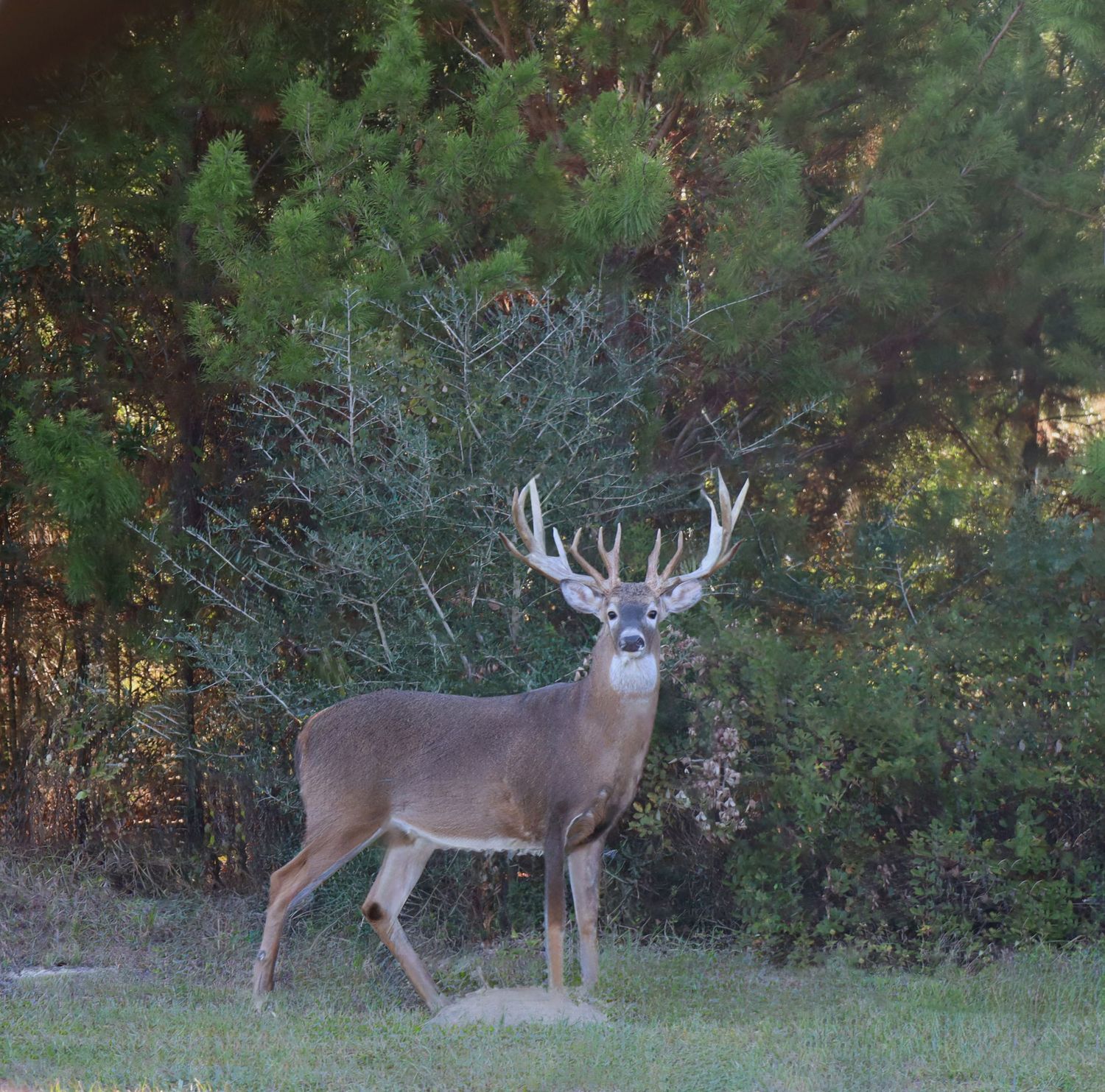 A sequence of photos showing a large whitetail buck deer walking through a wooded area during daylight hours.