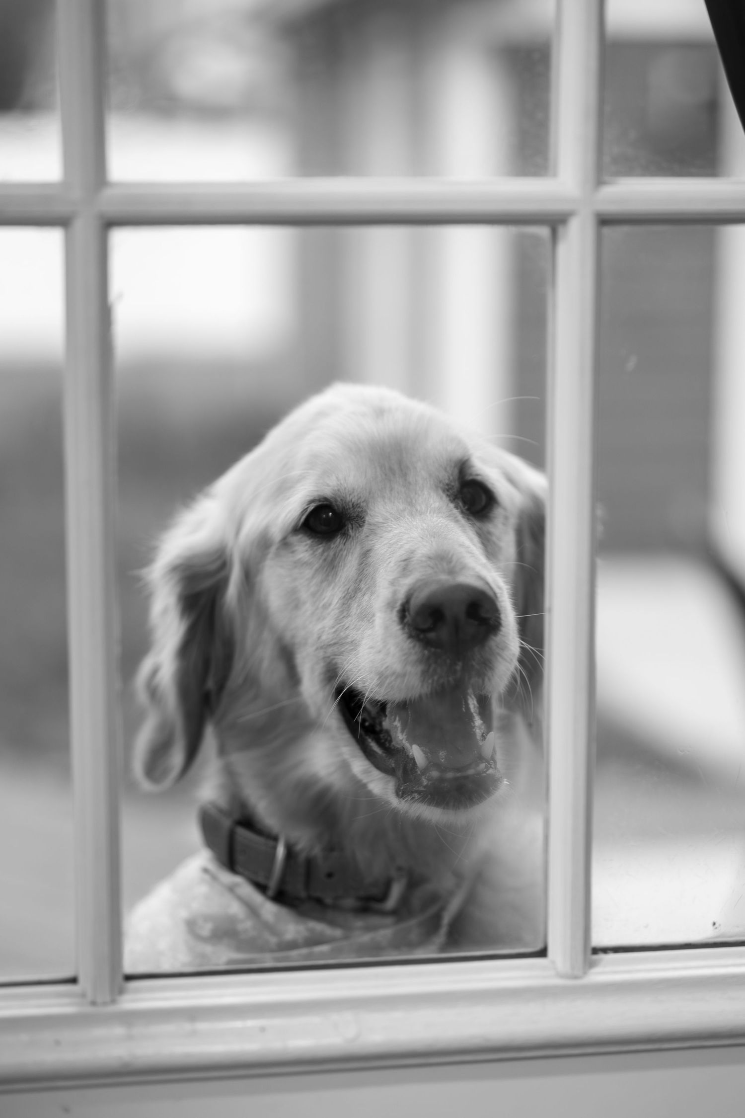 A smiling Golden Retriever dog peers through a window pane in black and white photography.