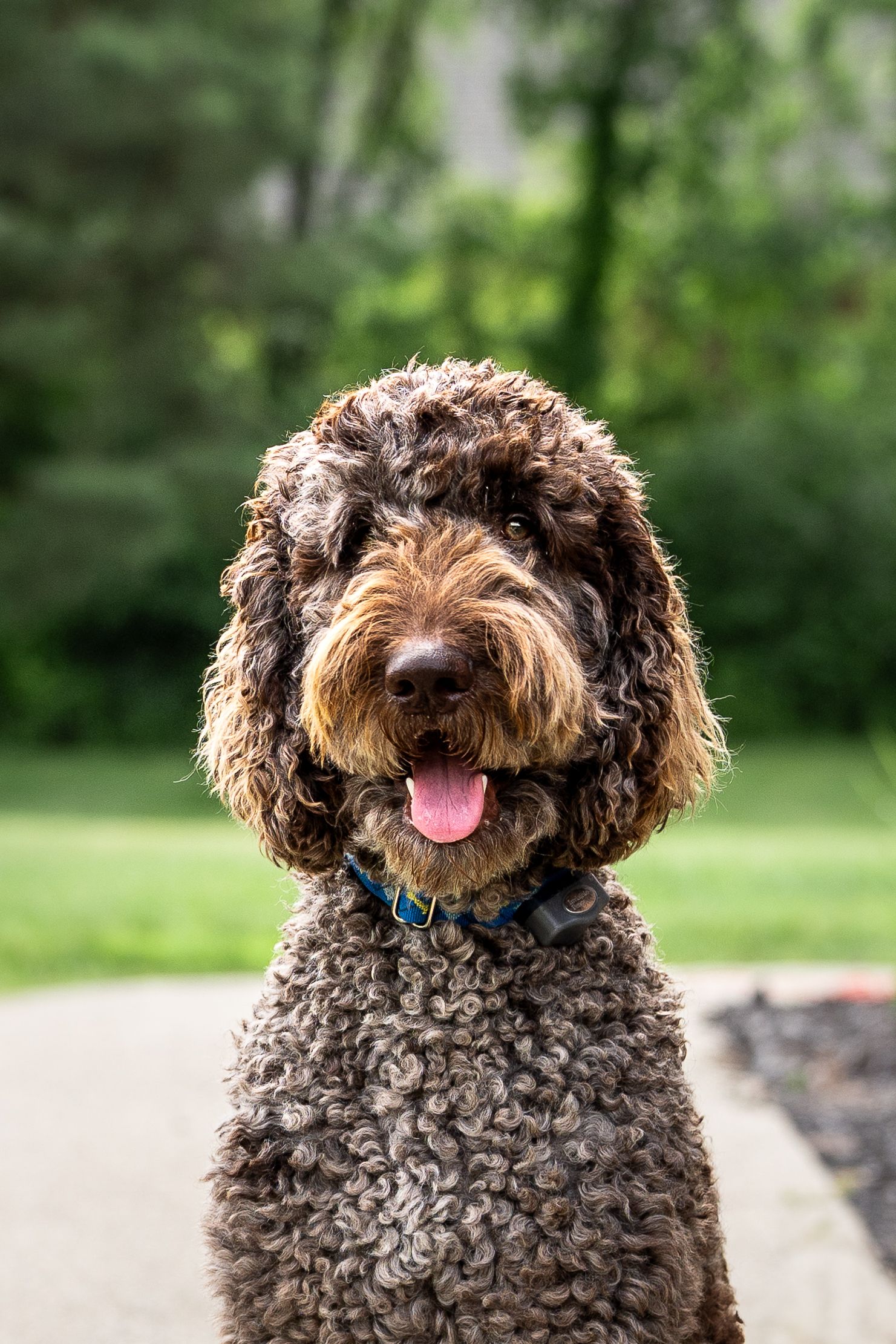 Brown curly-coated dog with joyful expression sitting outdoors showing four different happy poses against green background.