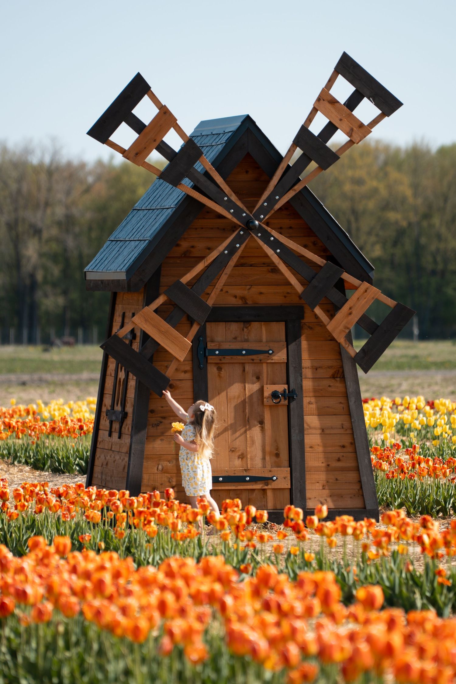Rustic wooden windmills stand among vibrant orange tulip fields against a tranquil countryside backdrop.