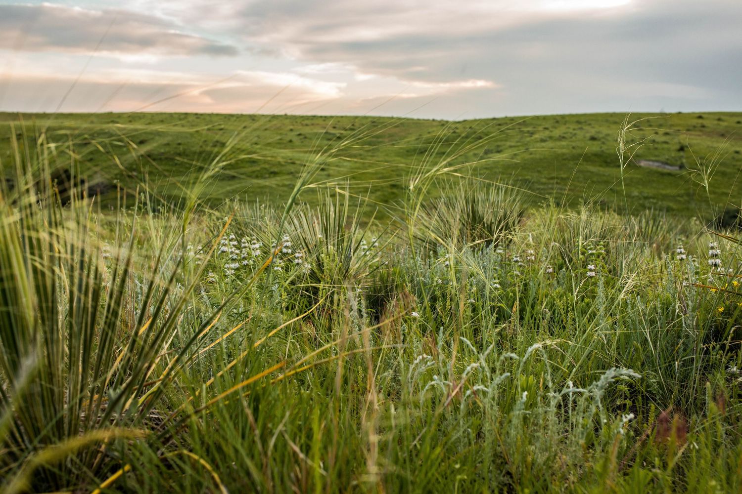 pasture