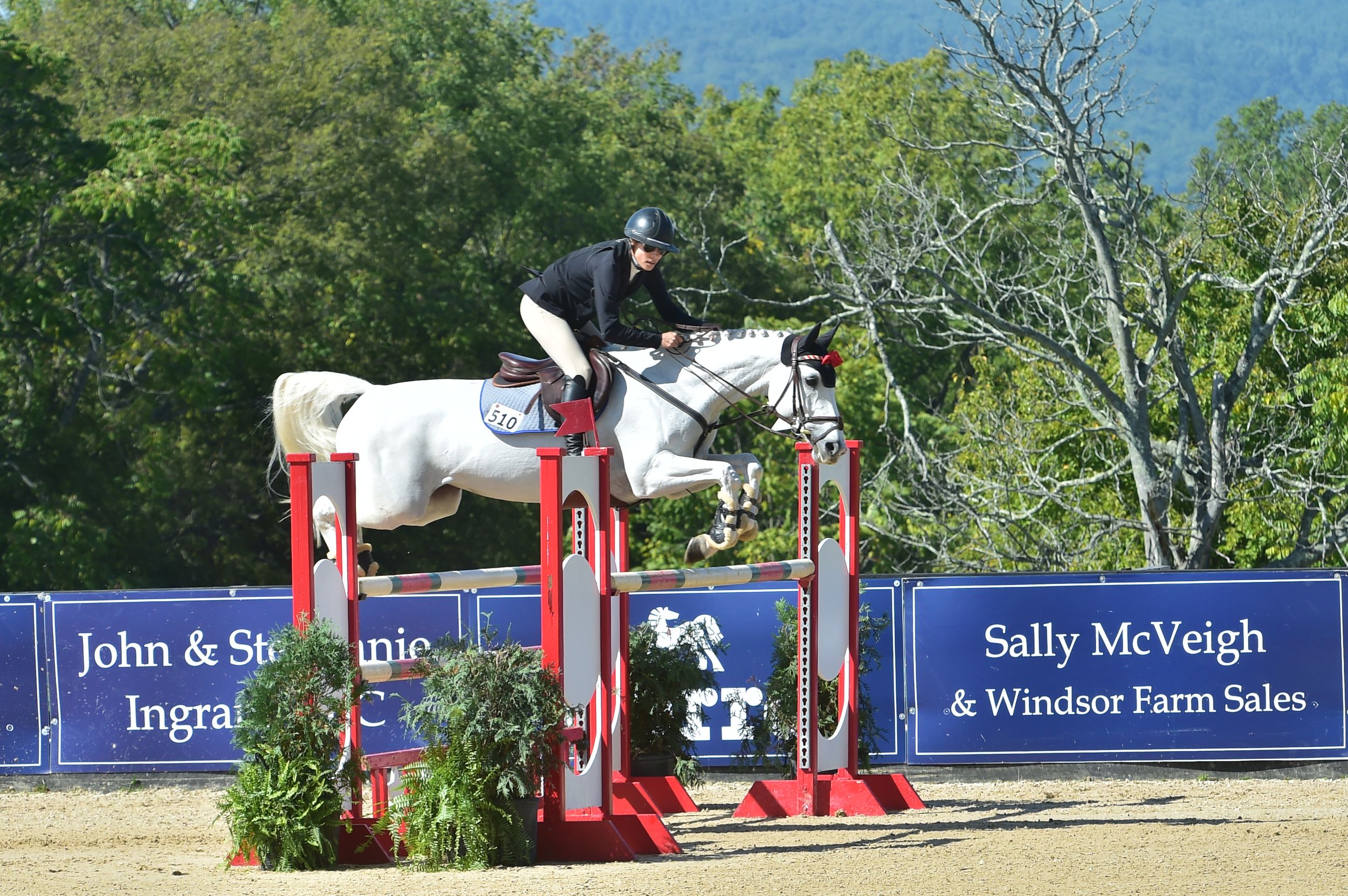 Horse jumping competition with red and white obstacles set up in an outdoor arena against blue sky.