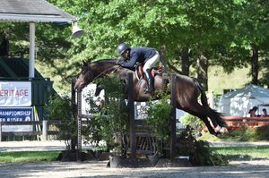 Equestrian show jumping course with white fences set up under shady trees on grass.