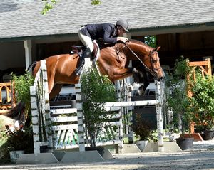 Horse and rider demonstrating show jumping form over white stadium obstacles in an outdoor arena.