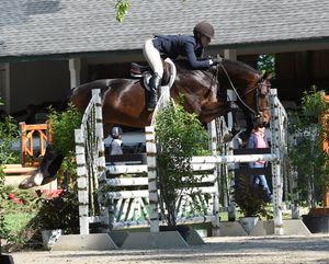 Equestrian rider on dark horse clearing a jump obstacle during competitive show jumping event.