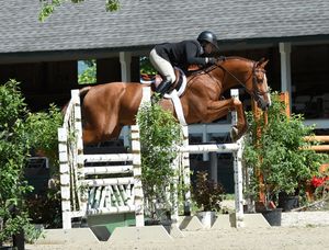 Horse and rider navigating a show jumping course over white fences at an equestrian competition.