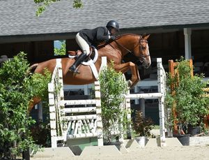 Horse and rider practicing jumps over white fences at an equestrian training facility.