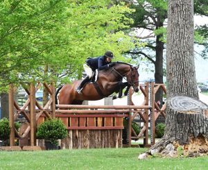 A sequence of equestrian jumping photos showing a horse and rider clearing wooden fences in an outdoor arena.