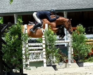 A sequence of equestrian show jumping photos showing a horse and rider clearing white obstacles on a sunny day.