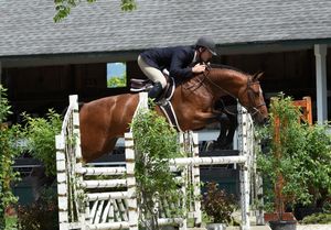 A brown horse being led through a stable aisle with white fencing and green foliage visible.