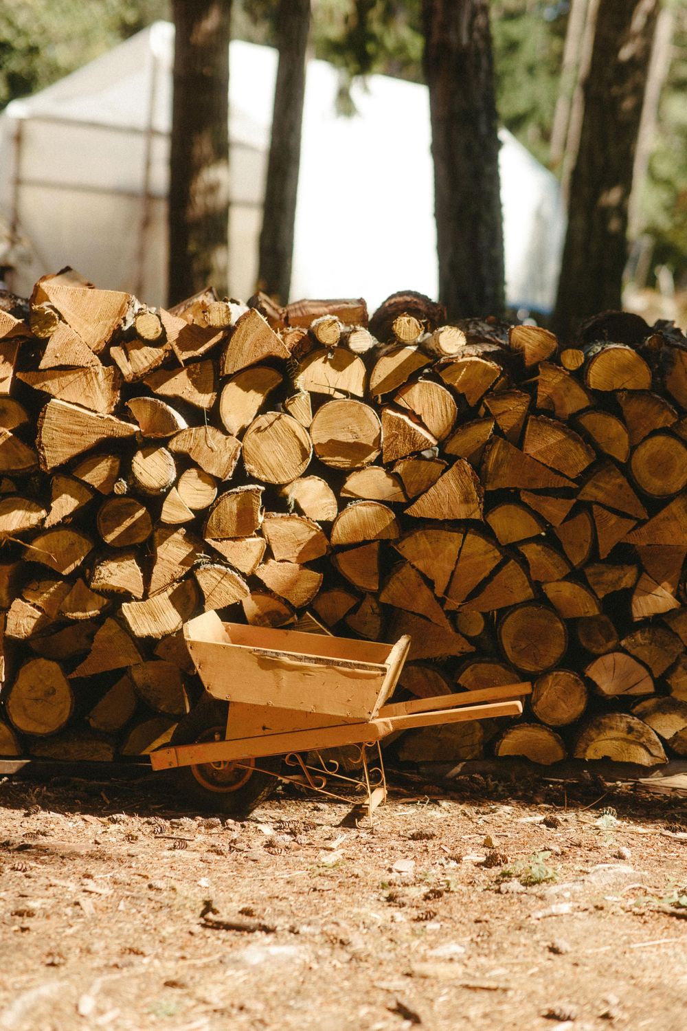 Neatly stacked firewood pile arranged in rows against a forest backdrop.