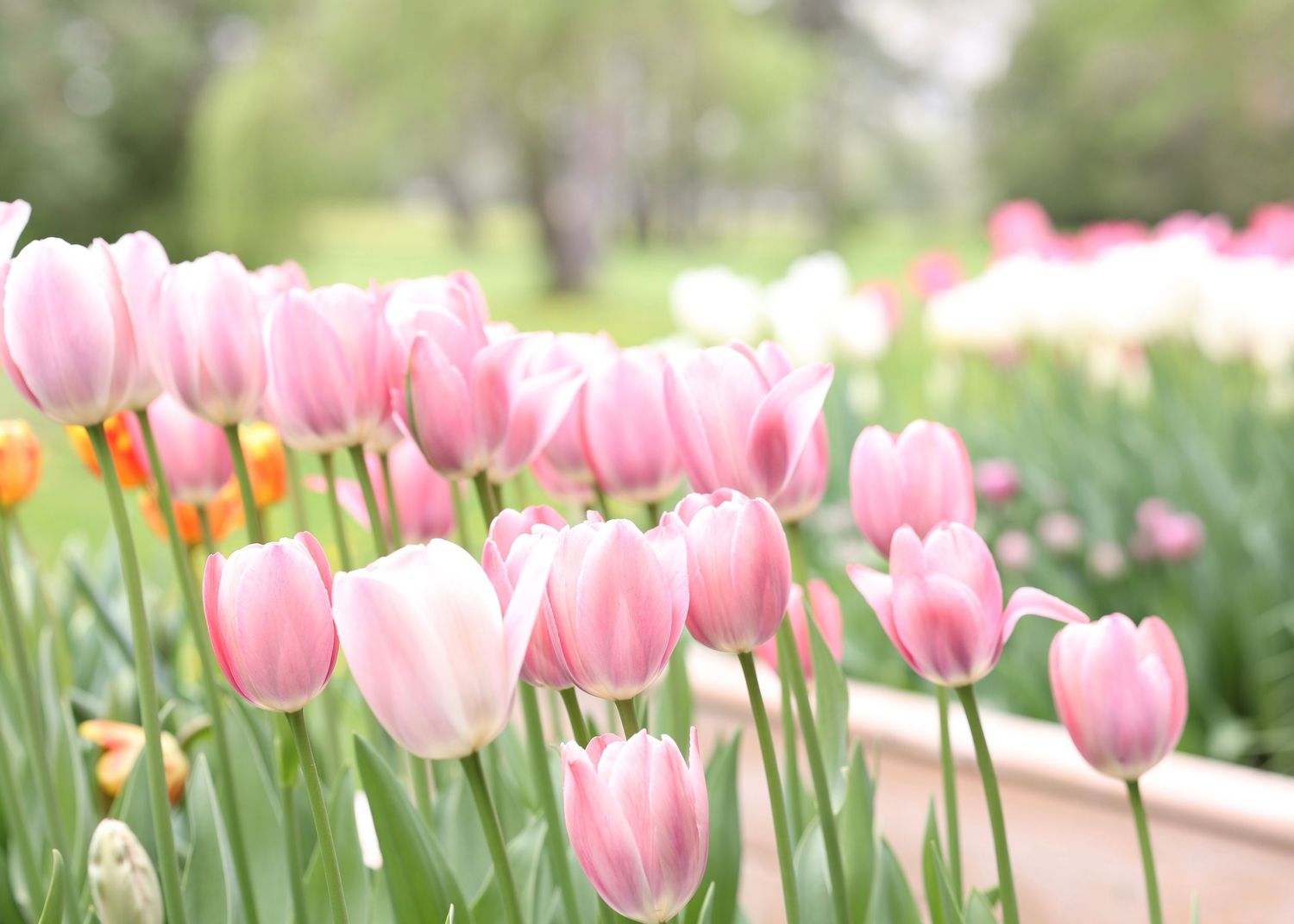 Pink tulips growing in neat rows in a spring garden landscape.