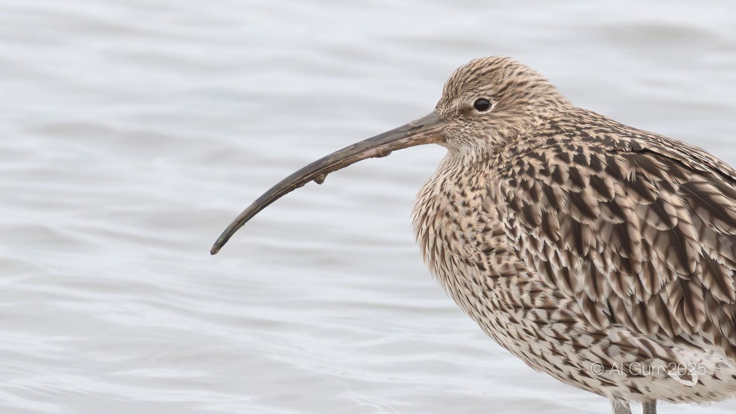 Curlew Up Close