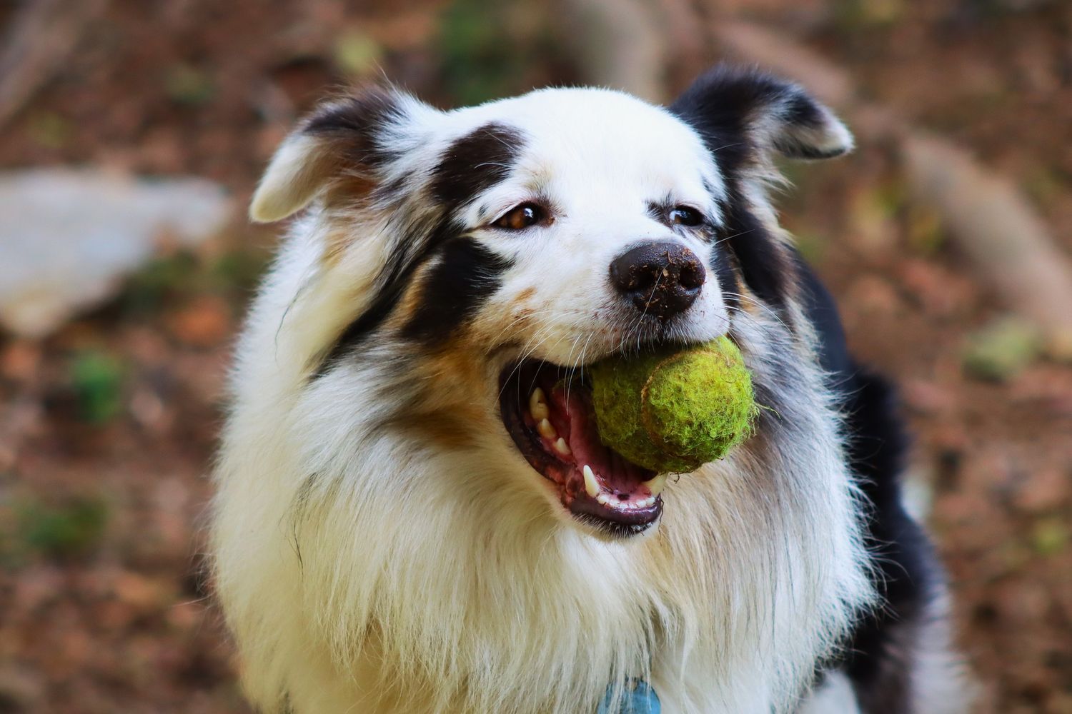 Pet lifestyle photos Fayetteville, TN
