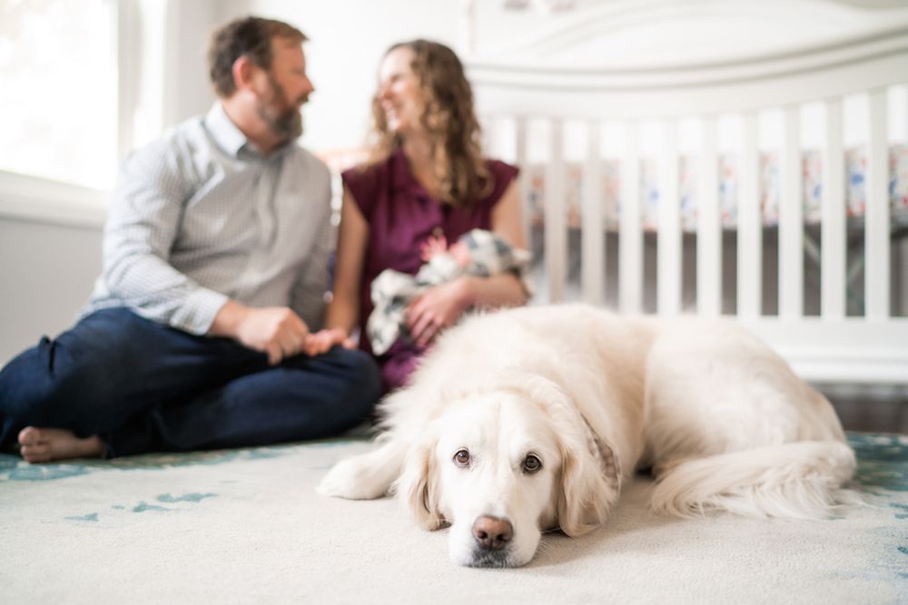 Newborn baby portraits along with their golden retriever dog.