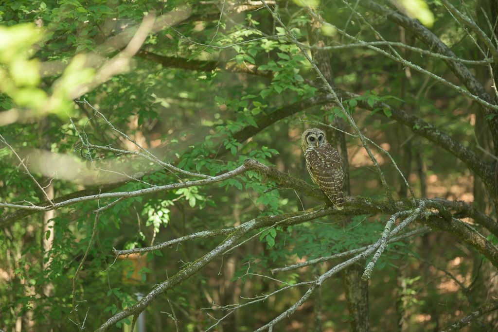 A lush green forest canopy with sunlight filtering through dense tree branches and leaves in a natural woodland setting.