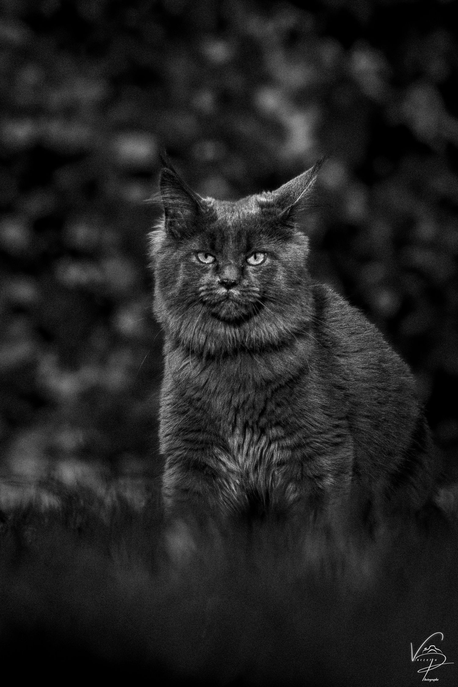 A majestic black cat sits regally in a moody black and white portrait.