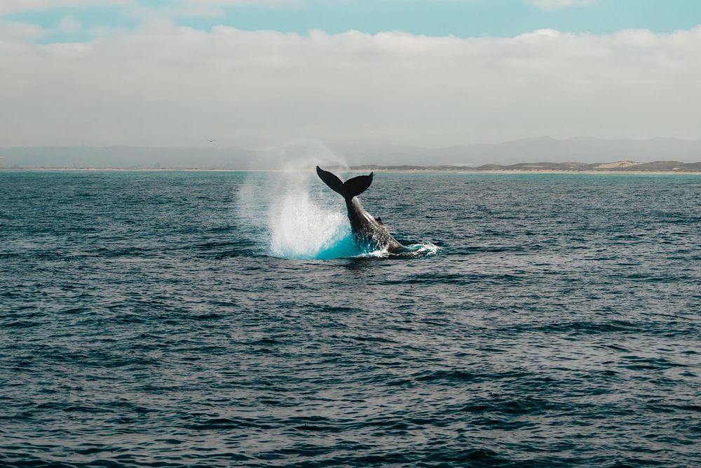 Sequence of a humpback whale breaching and splashing in ocean waters.