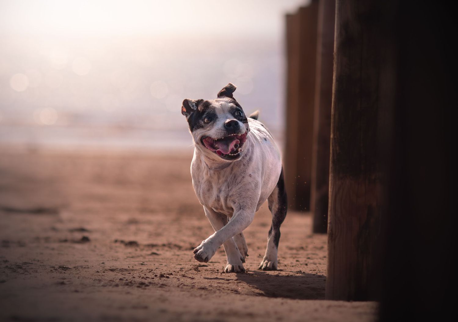 Dog photo shoot Oxford
Professional dog photographer Oxford.
Dog photographer near me
Reactive dog photographer
Dog photo shoot price