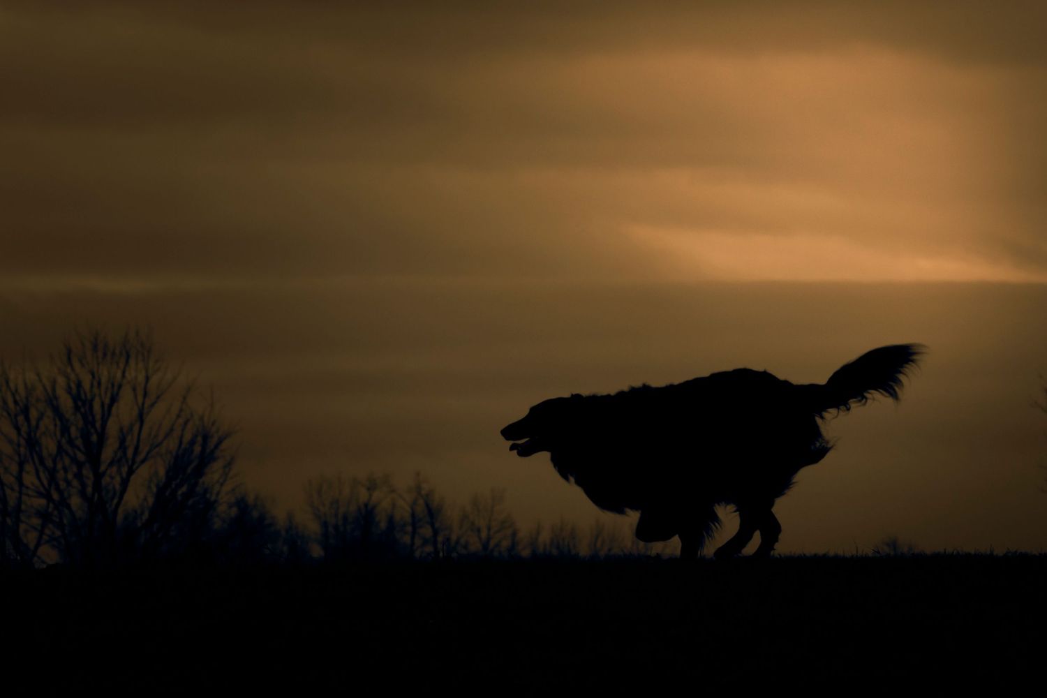 Silhouette of a dog running against a dramatic sunset sky with dark trees in the background.
