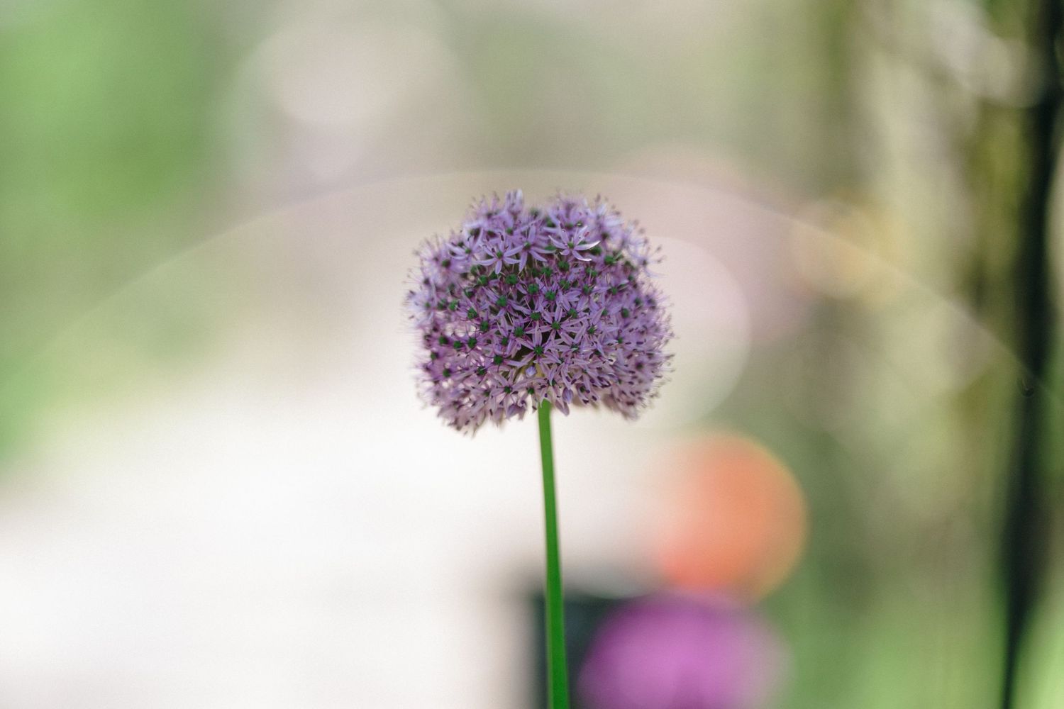 A single purple allium flower in full bloom stands tall against a soft blurred background near The Lord Nelson, Halifax wedding venue