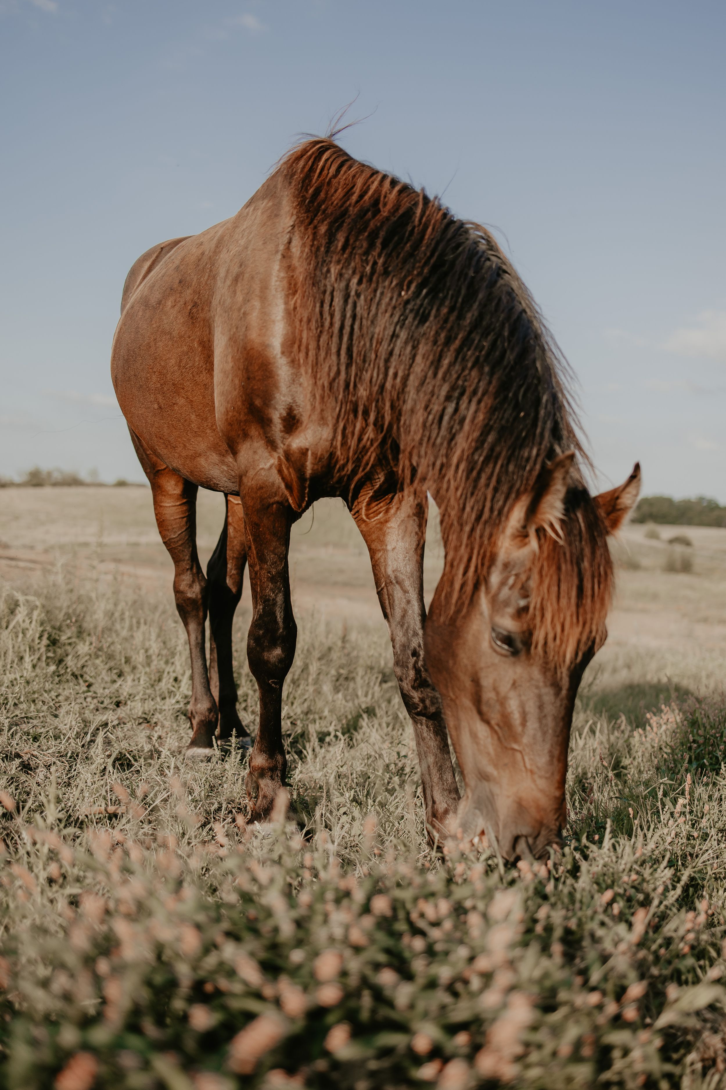 Brown horse grazing in a dry field against a blue sky during golden hour.