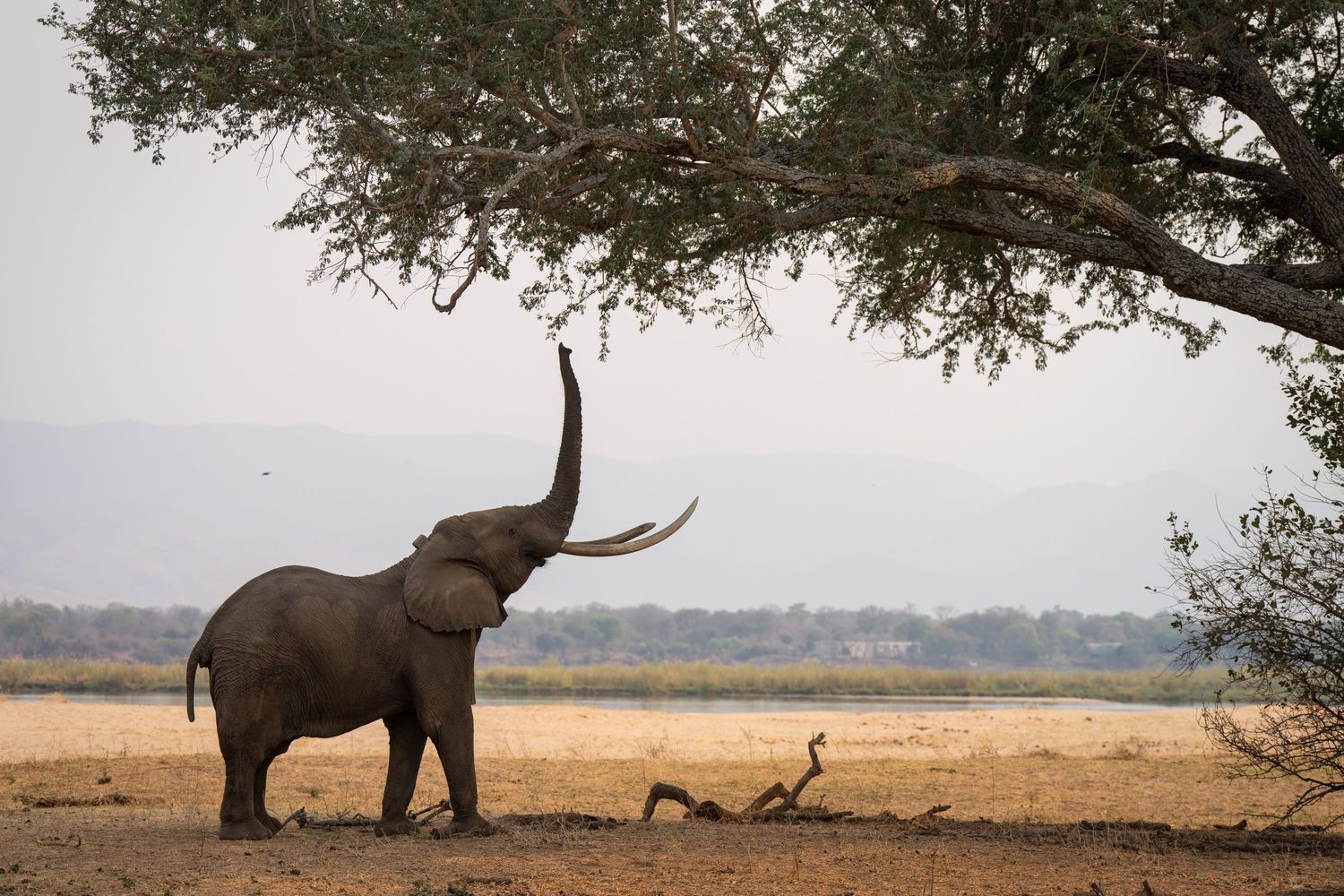 A lone African elephant stands beneath an acacia tree on the dry savanna plains.