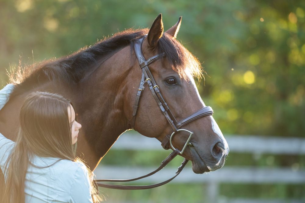 Beautiful brown horse wearing bridle and halter shown in profile against blurred bokeh background at sunset.