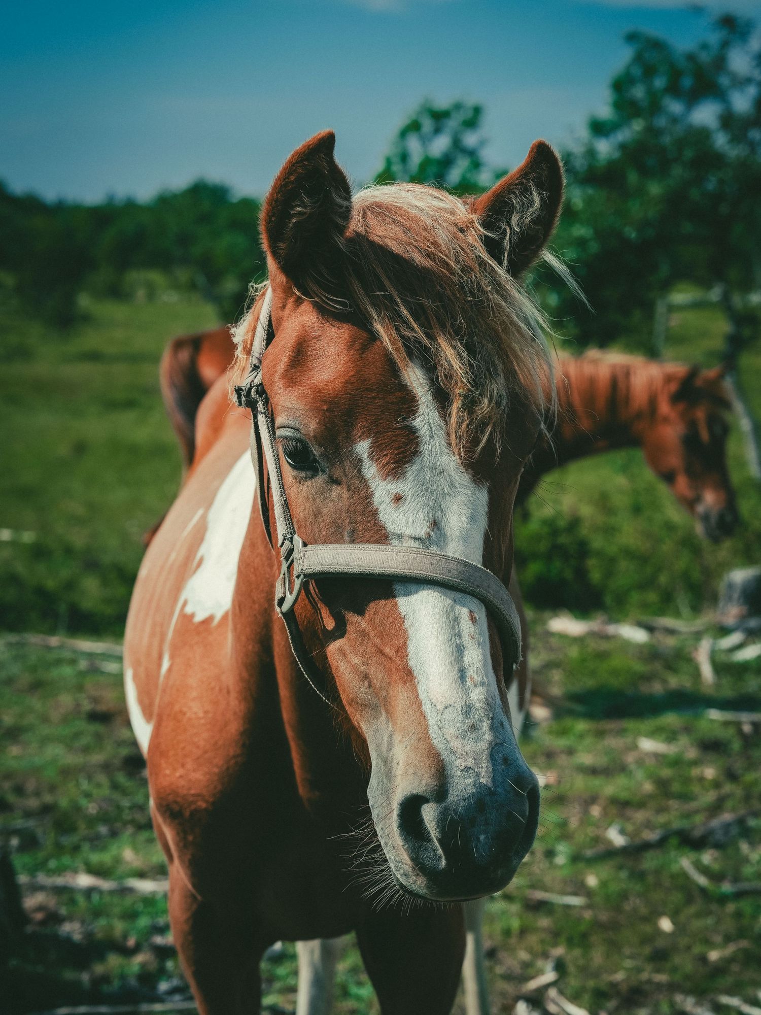 minni hobused
saaremaa