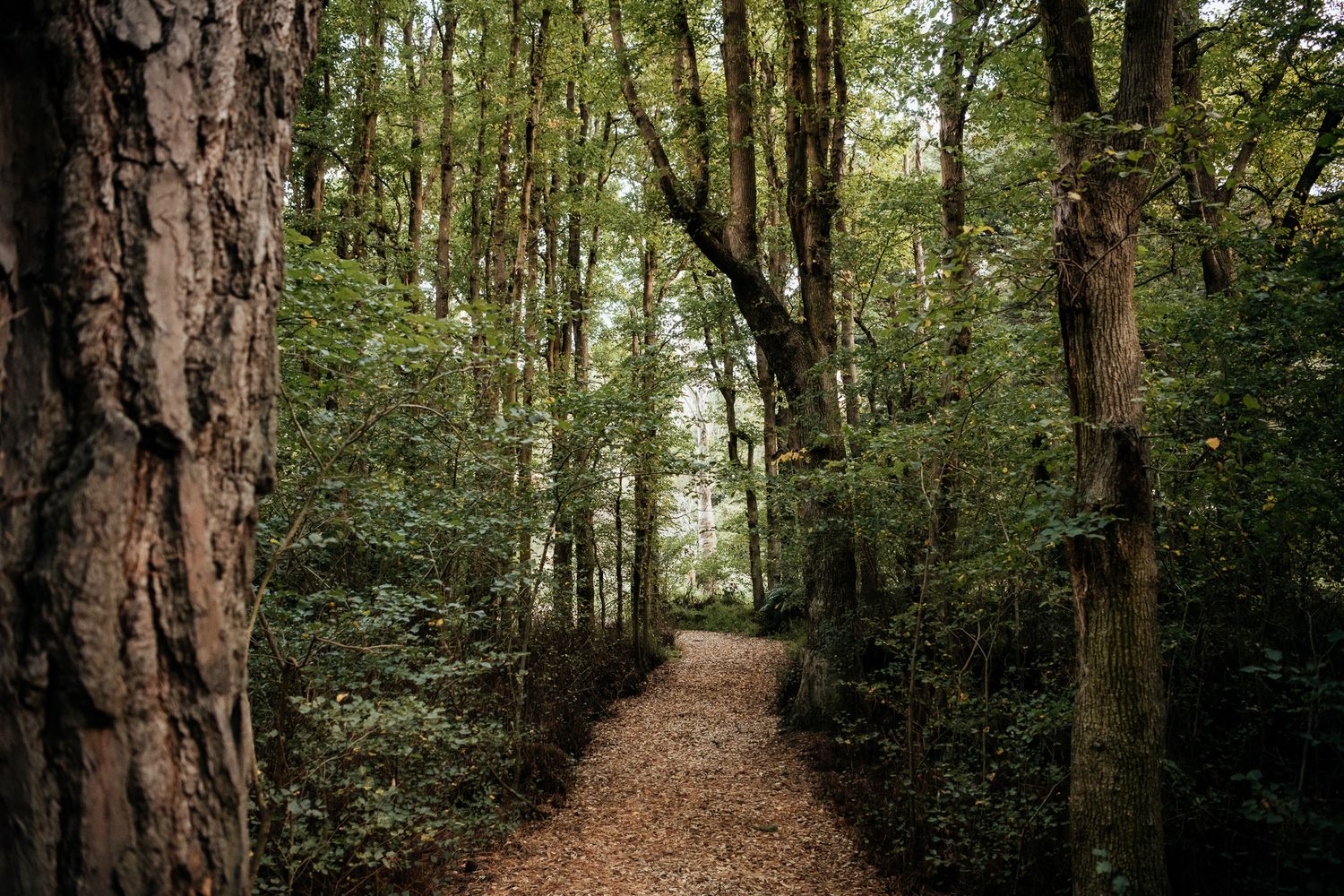 A winding path leads through a lush green forest with tall trees and dappled sunlight filtering through at Rototawai by August and Vine