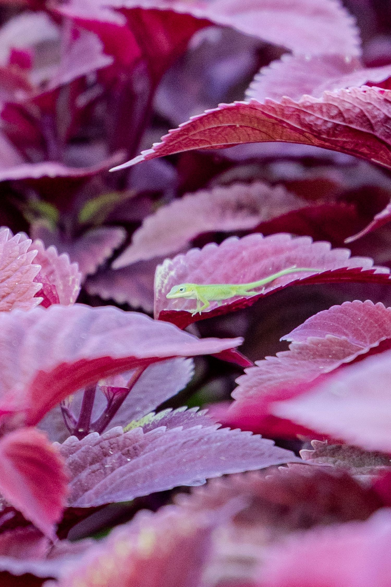 Green lizard on purple leaves at the Fort Worth Botanical Gardens