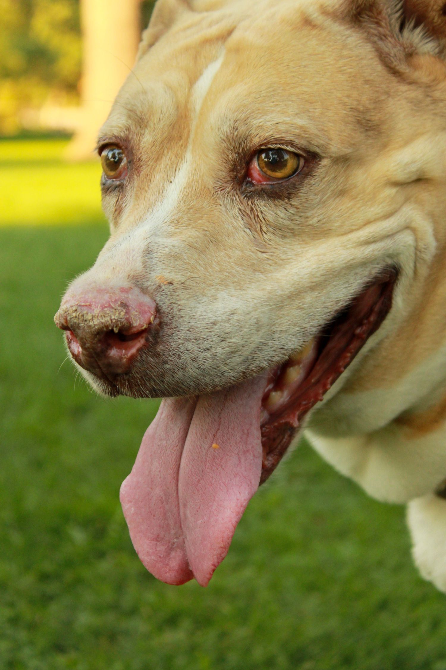 Close-up profile views of a tan dog with its tongue out in multiple sequential shots against a blurred green background.