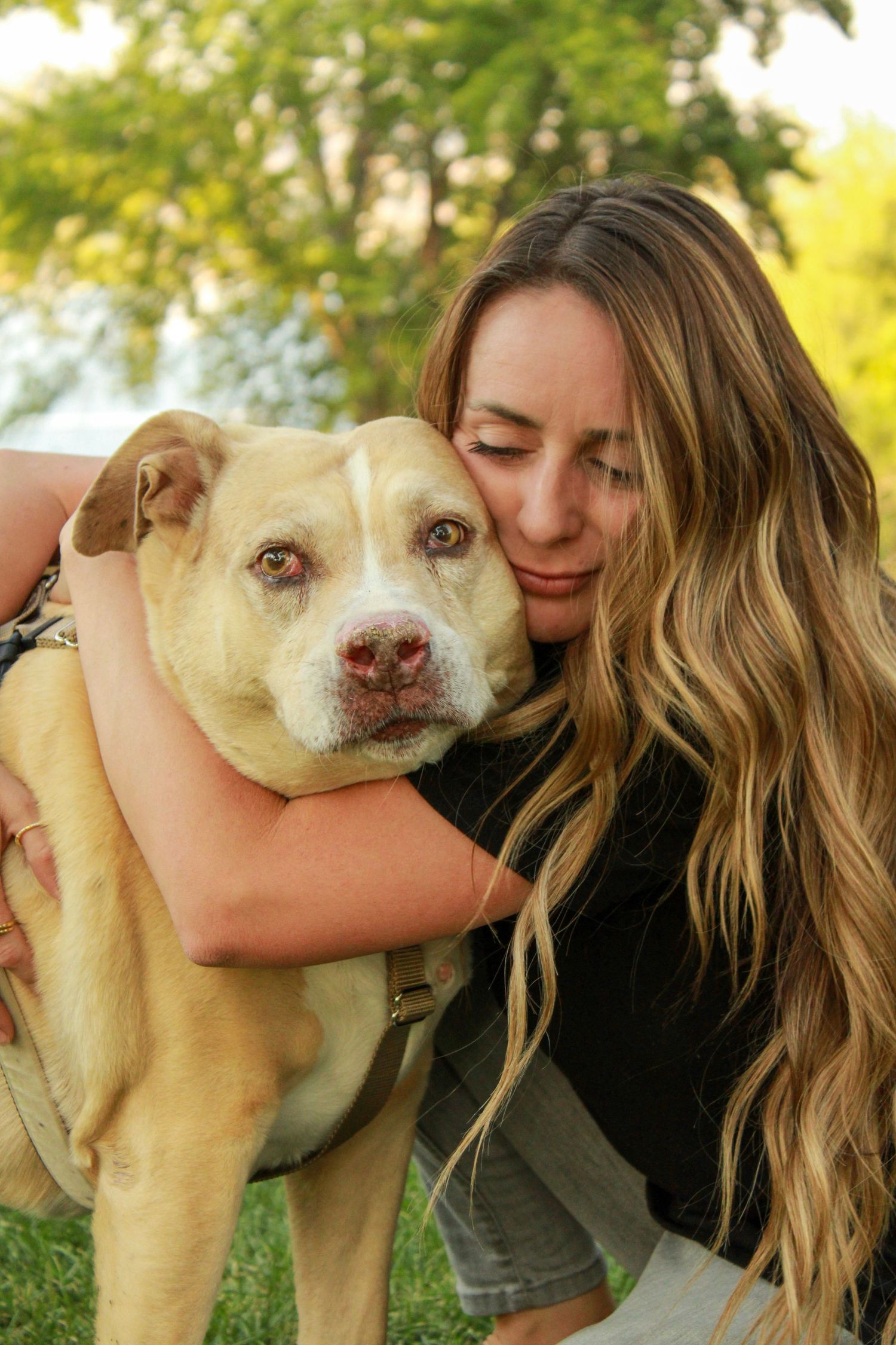 A blonde Labrador mix dog receives affectionate hugs and cuddles in a series of outdoor photos.