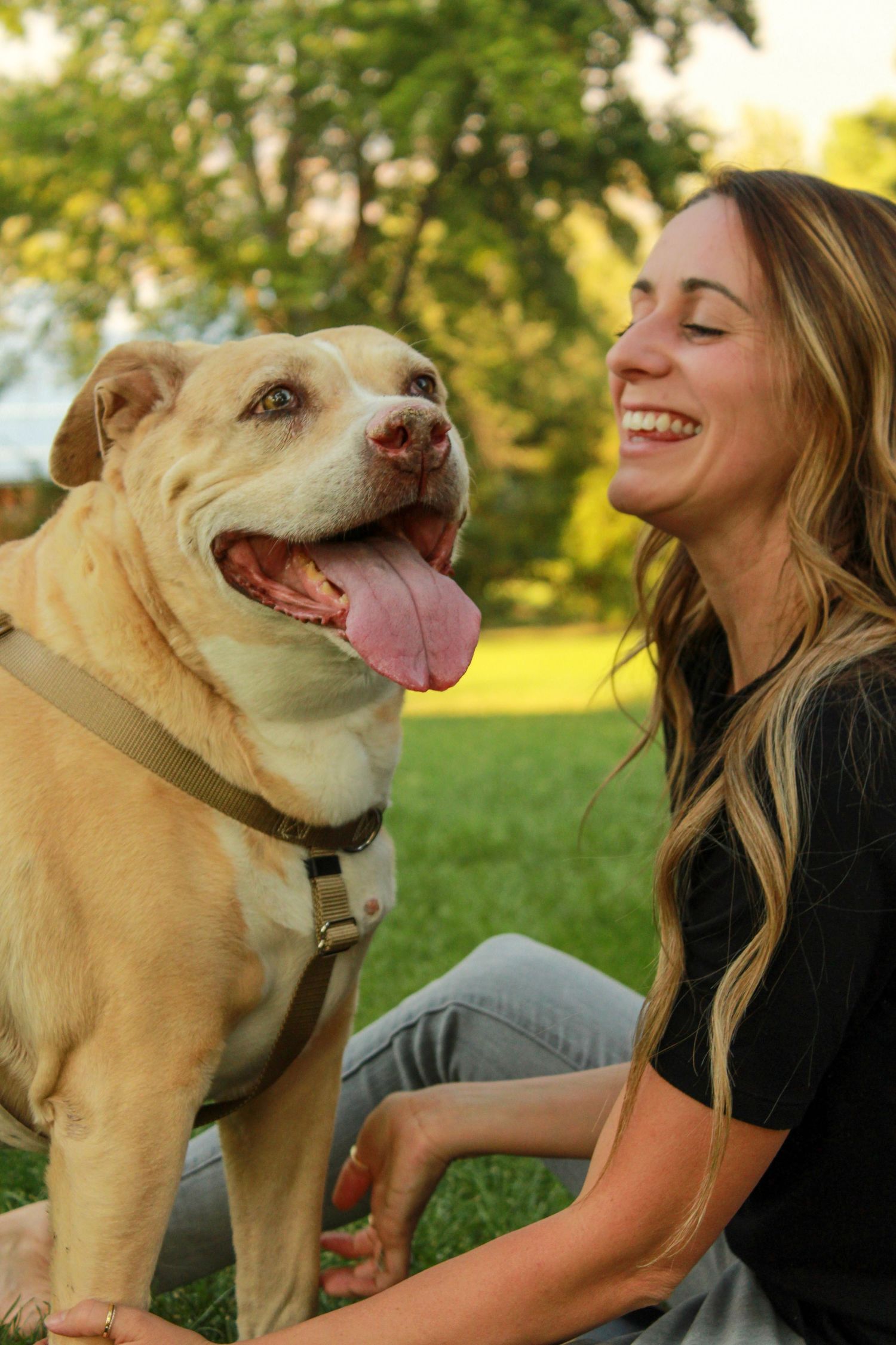 Happy yellow lab dog enjoys outdoor playtime with companion on grassy lawn at golden hour.