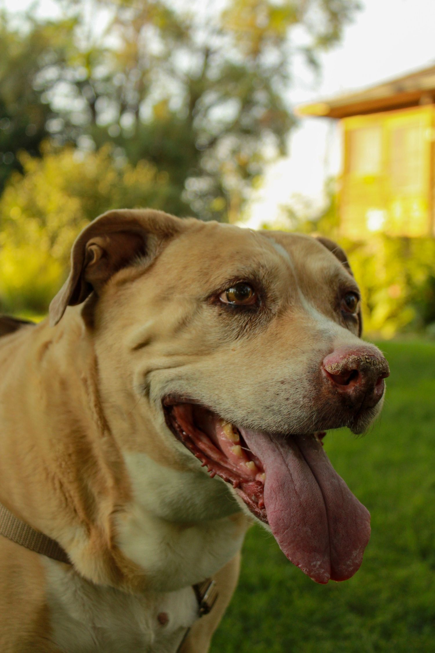 Five sequential images of a smiling tan dog against a green grassy background with a yellow building visible in the distance.