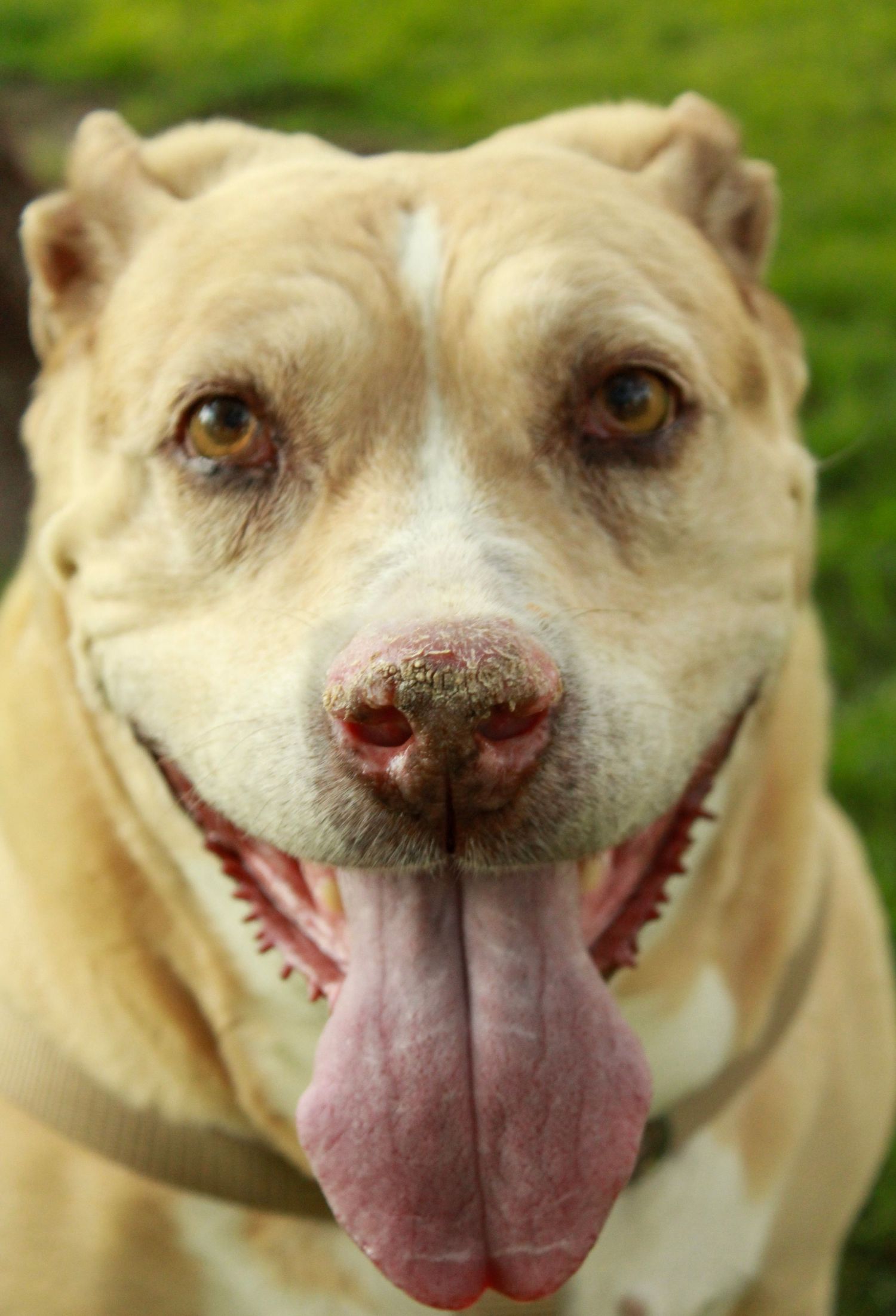 Close-up portrait of a happy cream-colored pit bull type dog with a big smile and tongue hanging out.